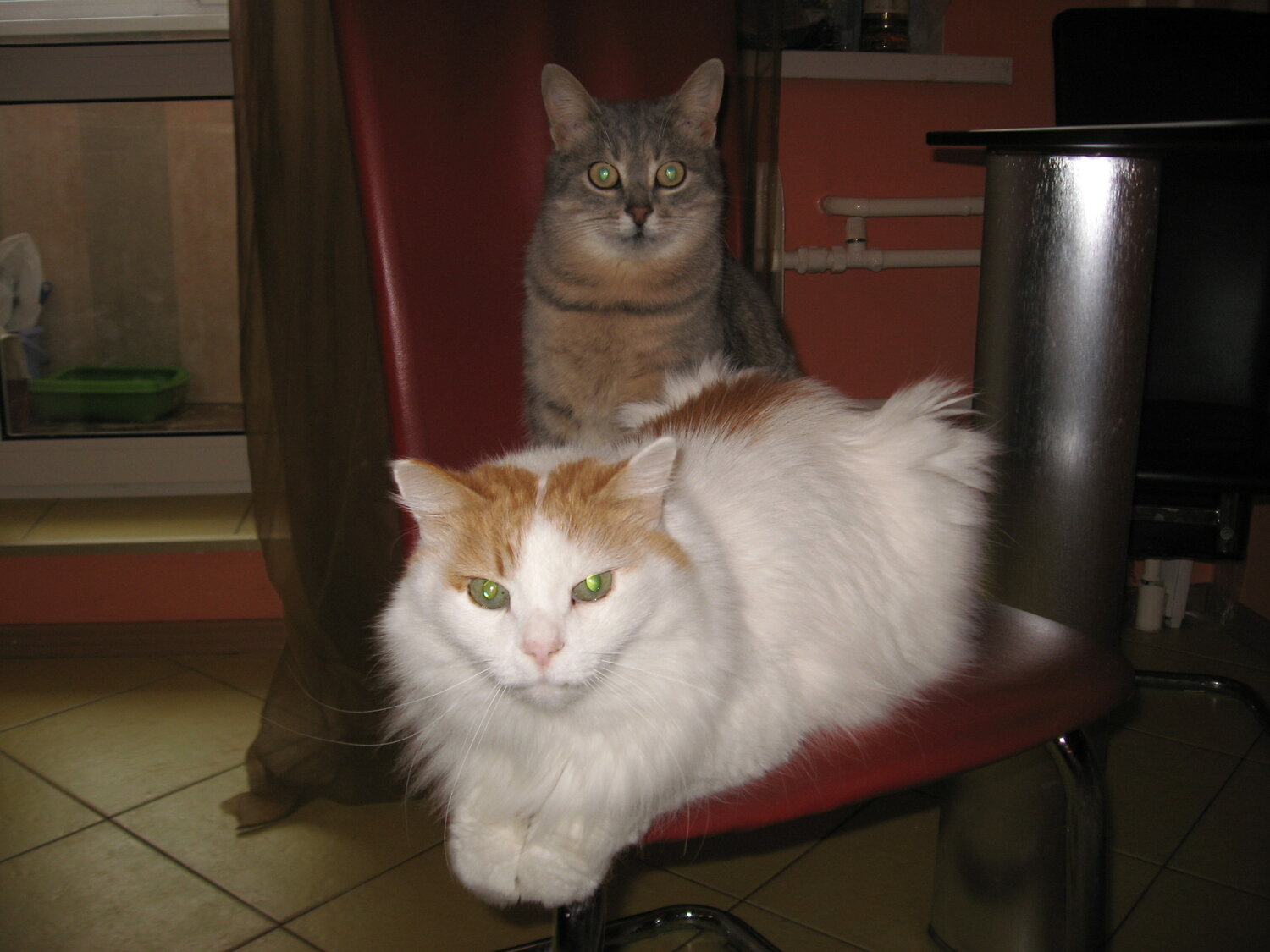 кошка, кот, кошки домашние, кошечка, котики