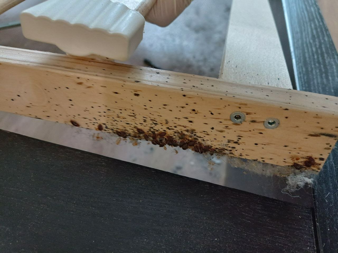 клопы в квартире, клопы, мебельные клопы, диванные клопы, клоп в диване