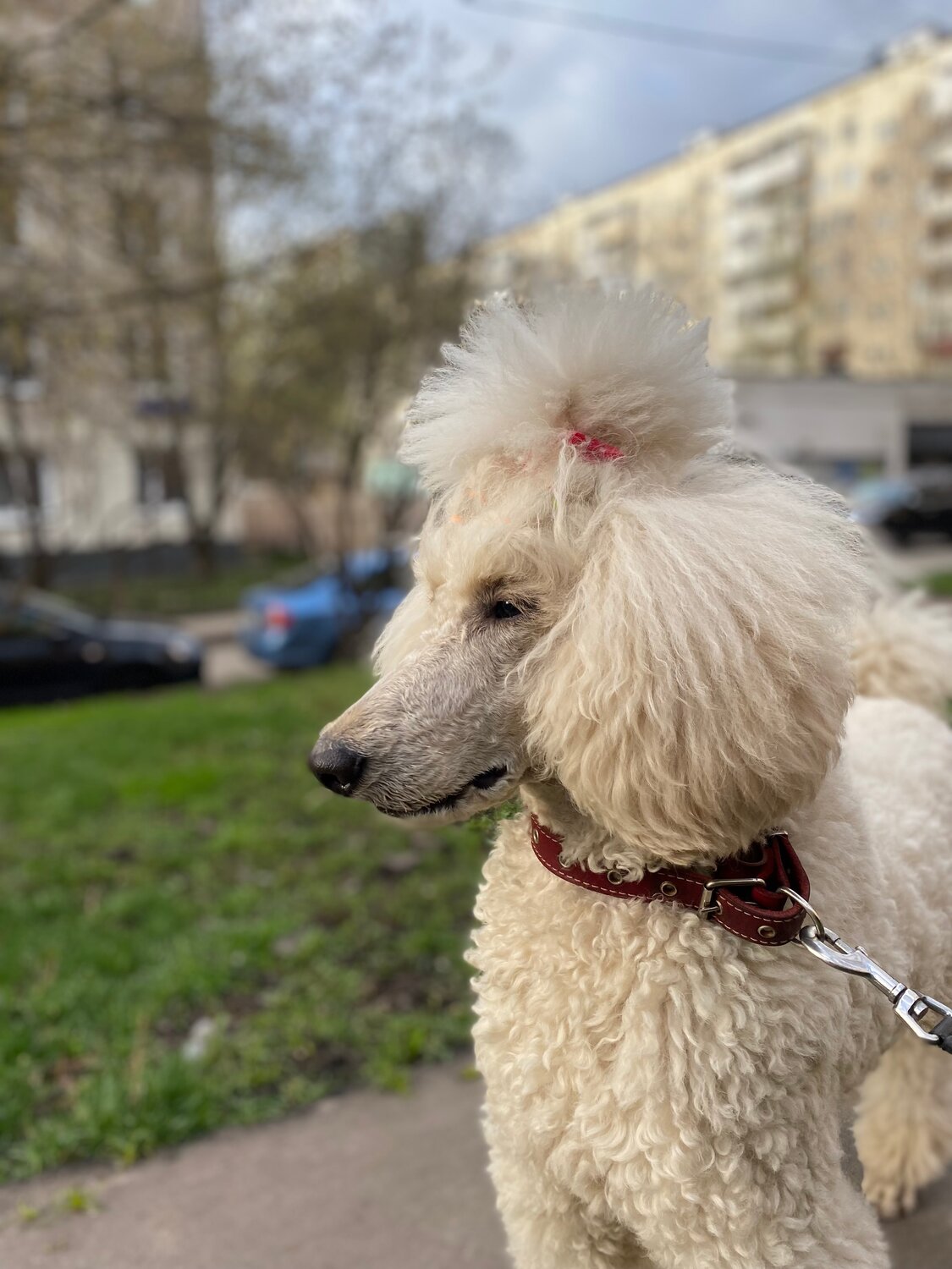 пудель собака, пудель, белый королевский пудель, пудель королевский белый стриженный, пудель малый