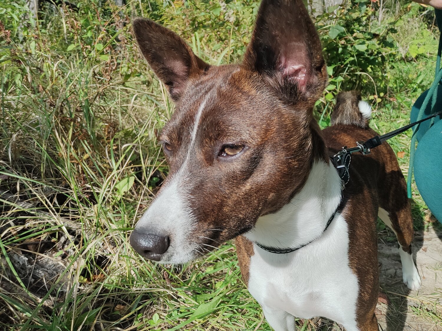 басенджи, собака басенджи, порода басенджи, порода собак басенджи, басенджи терьер