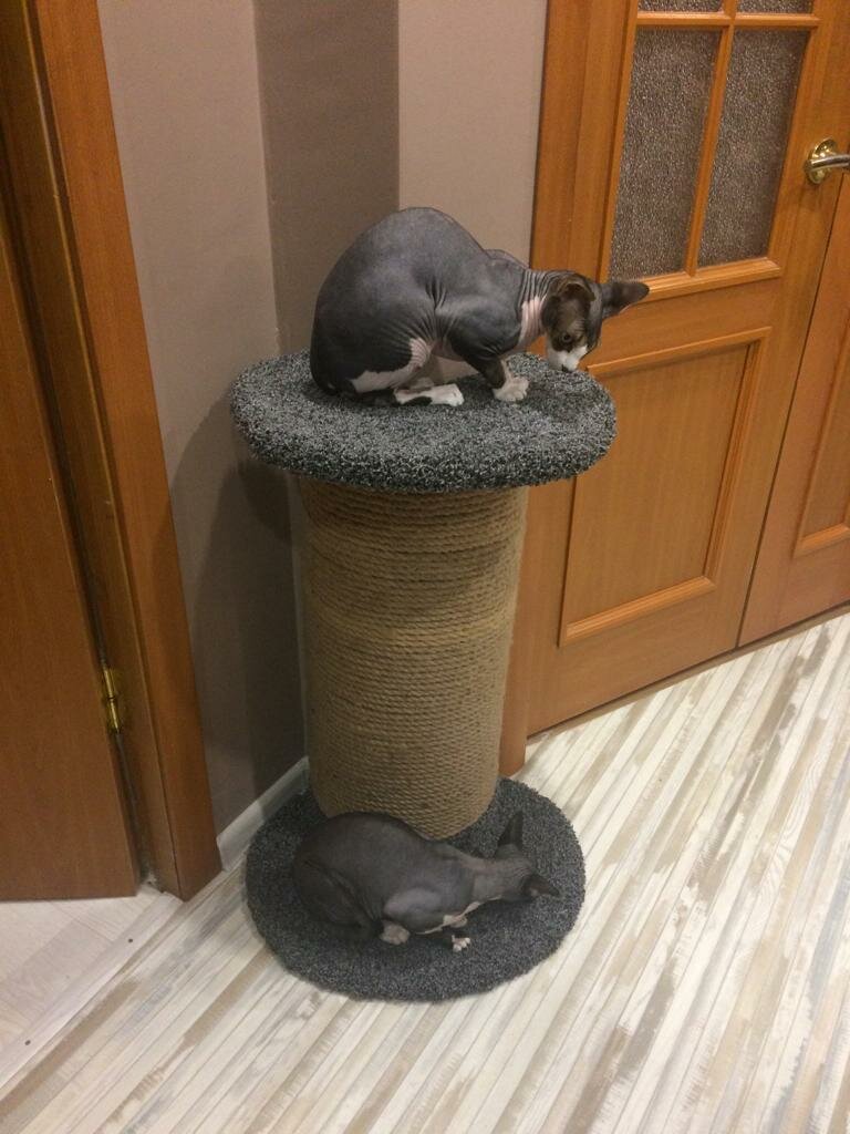 когтеточка для мейн куна, когтеточка, когтеточки, домик когтеточка, когтеточка напольная