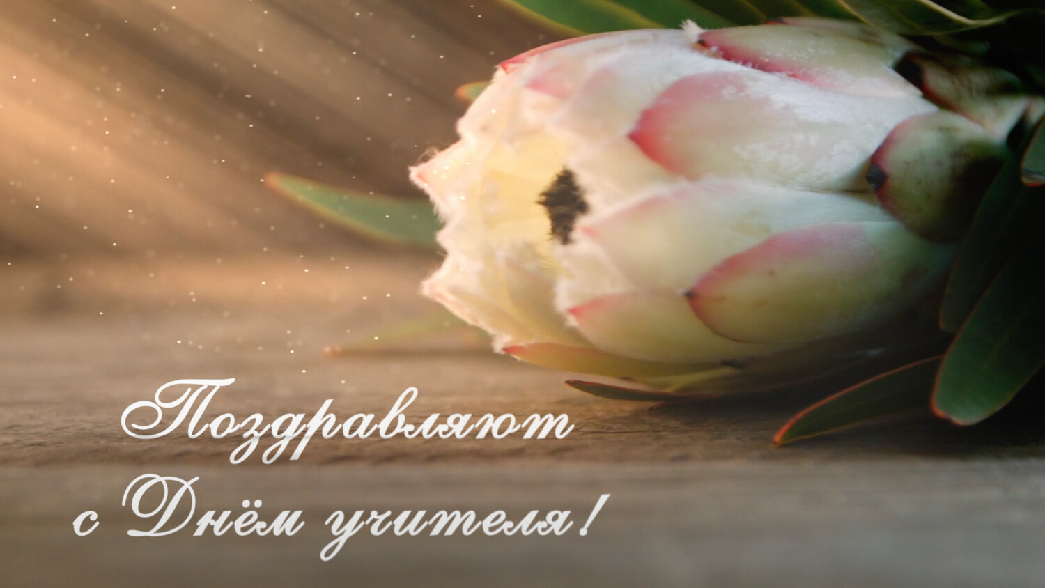 открытка, цветок протея, цветы, красивые цветы, протея в букете