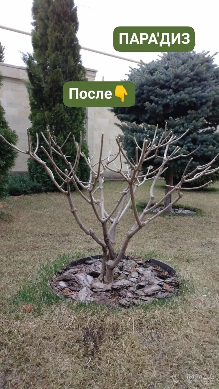растение, правильная обрезка яблони, дерево, обрезка, куст