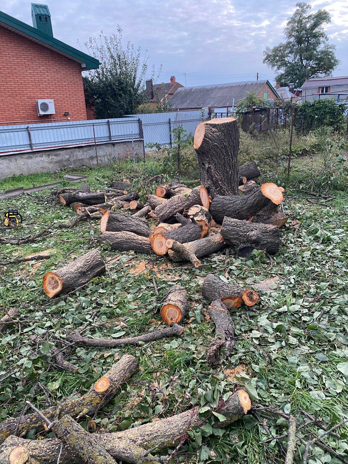 дерево, спил дерева, спиленное дерево, вырубленные деревья, поваленное дерево