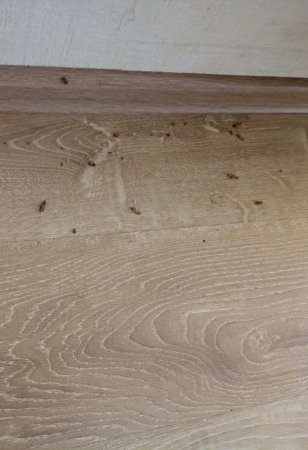 дуб, доска пола, паркетная доска, массивная доска дуб, доска дуб