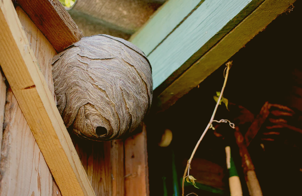 осиное гнездо, осиное гнездо в доме, пчелиное гнездо, гнездо осы, гнездо
