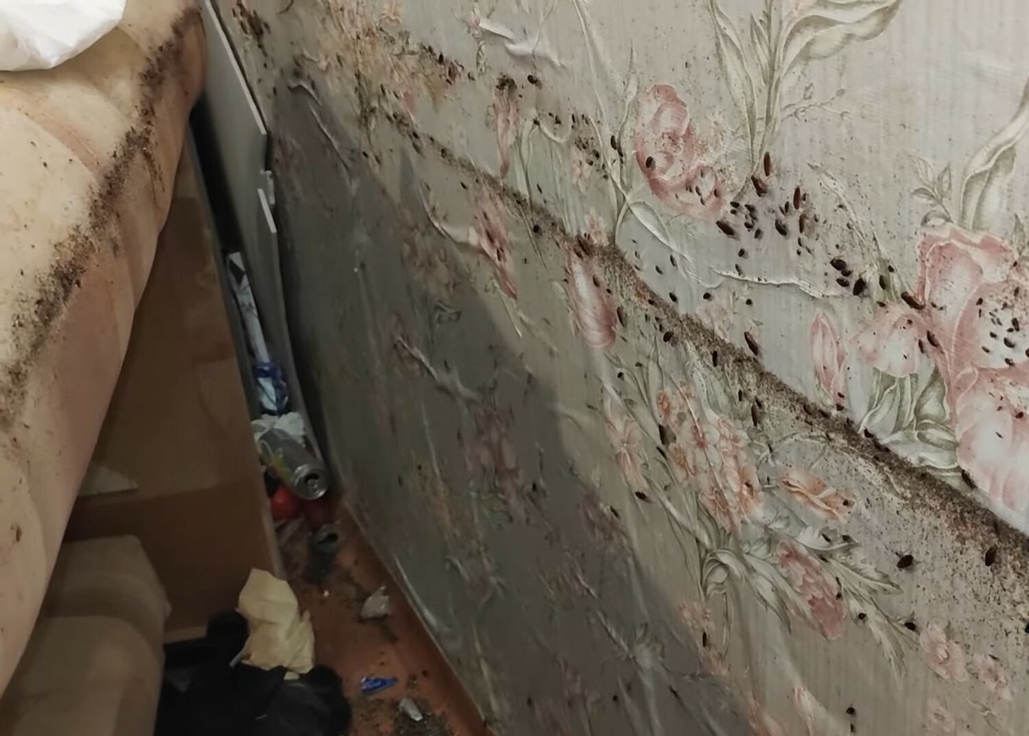 на стенах, плесень на стенах, плесень на обоях, квартира с ободранными обоями, отделка стен