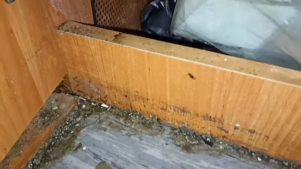 гнезда клопов, утепление, клопы в диване, клопы, клопы в мебели