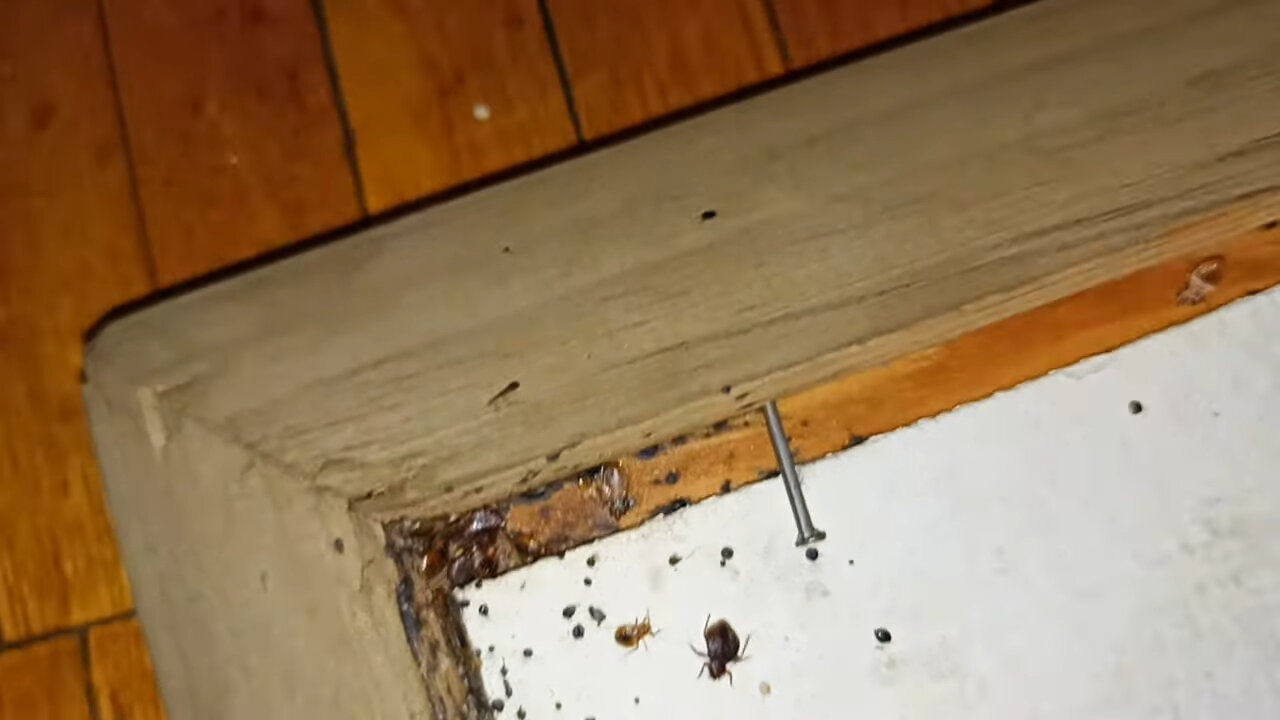 клопы в доме, гнездо клопов, клопы домашние, клопы, клопы и тараканы