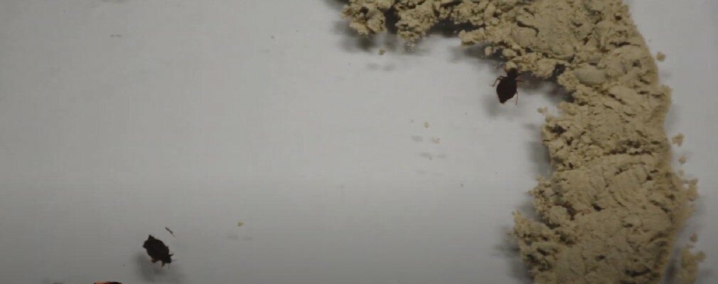 жуки в муке, маленький коричневый жучок, маленький жучок, жук кожеед подоконный, насекомое