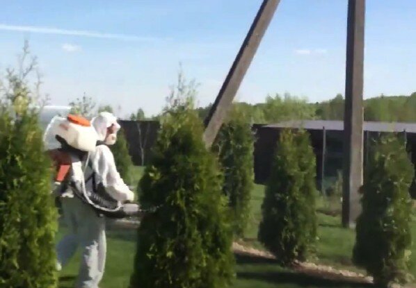 растение, дезинсекция комаров, туя смарагд, туя, туя фастигиата