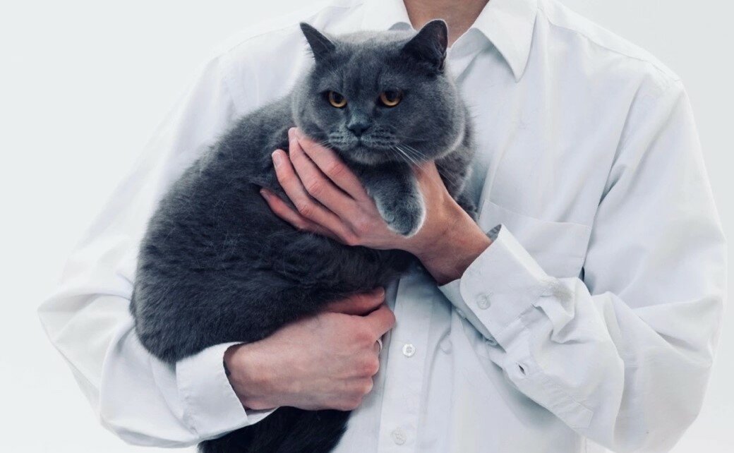кошка, ветеринар с кошкой на руках, котик, ветеринар с кошкой, ветеринар